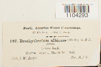 Brachythecium albicans image