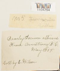 Brachythecium albicans image