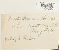 Brachythecium albicans image