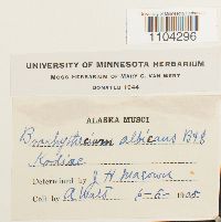 Brachythecium albicans image