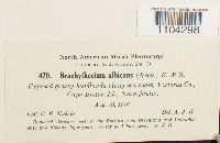 Brachythecium albicans image