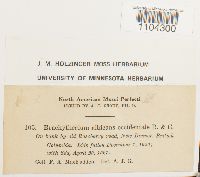 Brachythecium albicans image