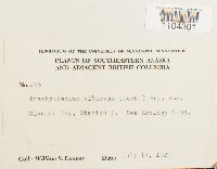 Brachythecium albicans image