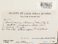 Brachythecium albicans image