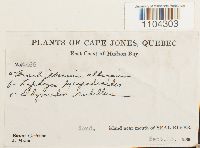 Brachythecium albicans image