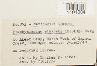 Brachythecium albicans image