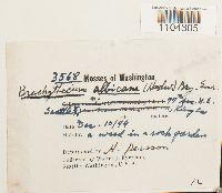 Brachythecium albicans image