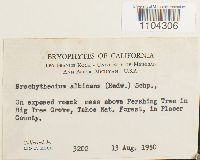 Brachythecium albicans image