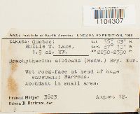 Brachythecium albicans image