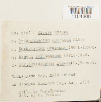 Brachythecium frigidum image