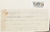 Brachythecium frigidum image