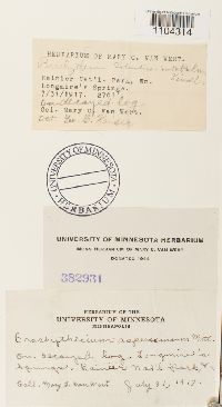 Brachythecium frigidum image