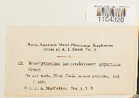 Brachythecium frigidum image