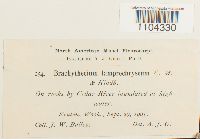 Brachythecium frigidum image