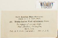 Brachythecium frigidum image