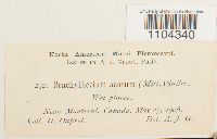 Brachythecium acutum image