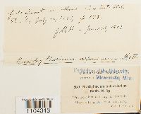 Brachythecium frigidum image