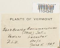 Brachythecium acutum image