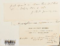 Brachythecium frigidum image