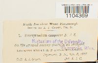 Brachythecium campestre image