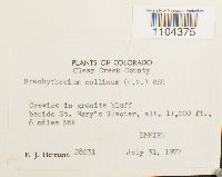 Brachythecium collinum image