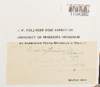 Brachythecium albicans image