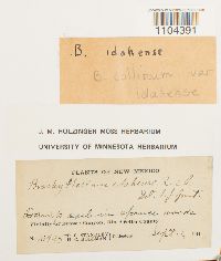 Media resource of Brachythecium collinum