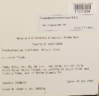 Brachythecium erythrorrhizon image