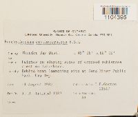 Brachythecium erythrorrhizon image