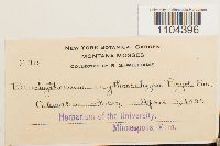 Brachythecium erythrorrhizon image