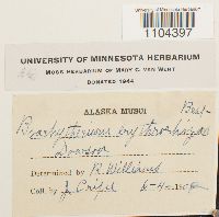 Brachythecium erythrorrhizon image