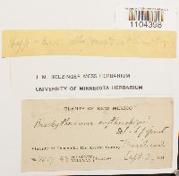 Brachythecium erythrorrhizon image