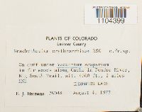 Brachythecium erythrorrhizon image