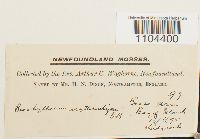 Brachythecium erythrorrhizon image