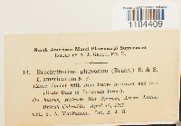 Brachythecium glareosum image