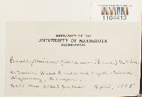 Brachythecium glareosum image