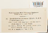 Brachythecium glareosum image