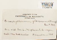 Brachythecium glareosum image