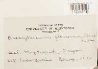 Brachythecium glareosum image