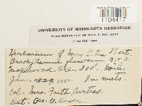 Brachythecium glareosum image