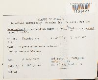 Brachythecium oedipodium image
