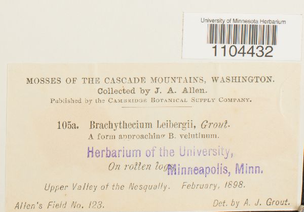 Brachythecium leibergii image