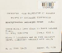 Brachythecium leibergii image