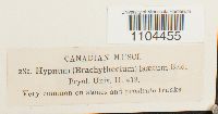 Brachythecium acuminatum image