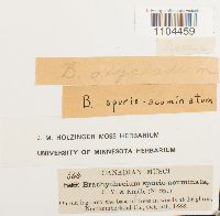 Brachythecium acuminatum image