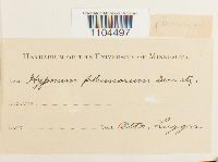 Brachythecium plumosum image