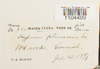 Brachythecium plumosum image