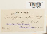 Brachythecium plumosum image