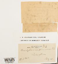 Brachythecium plumosum image