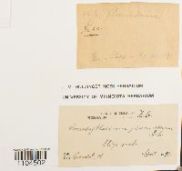 Brachythecium plumosum image